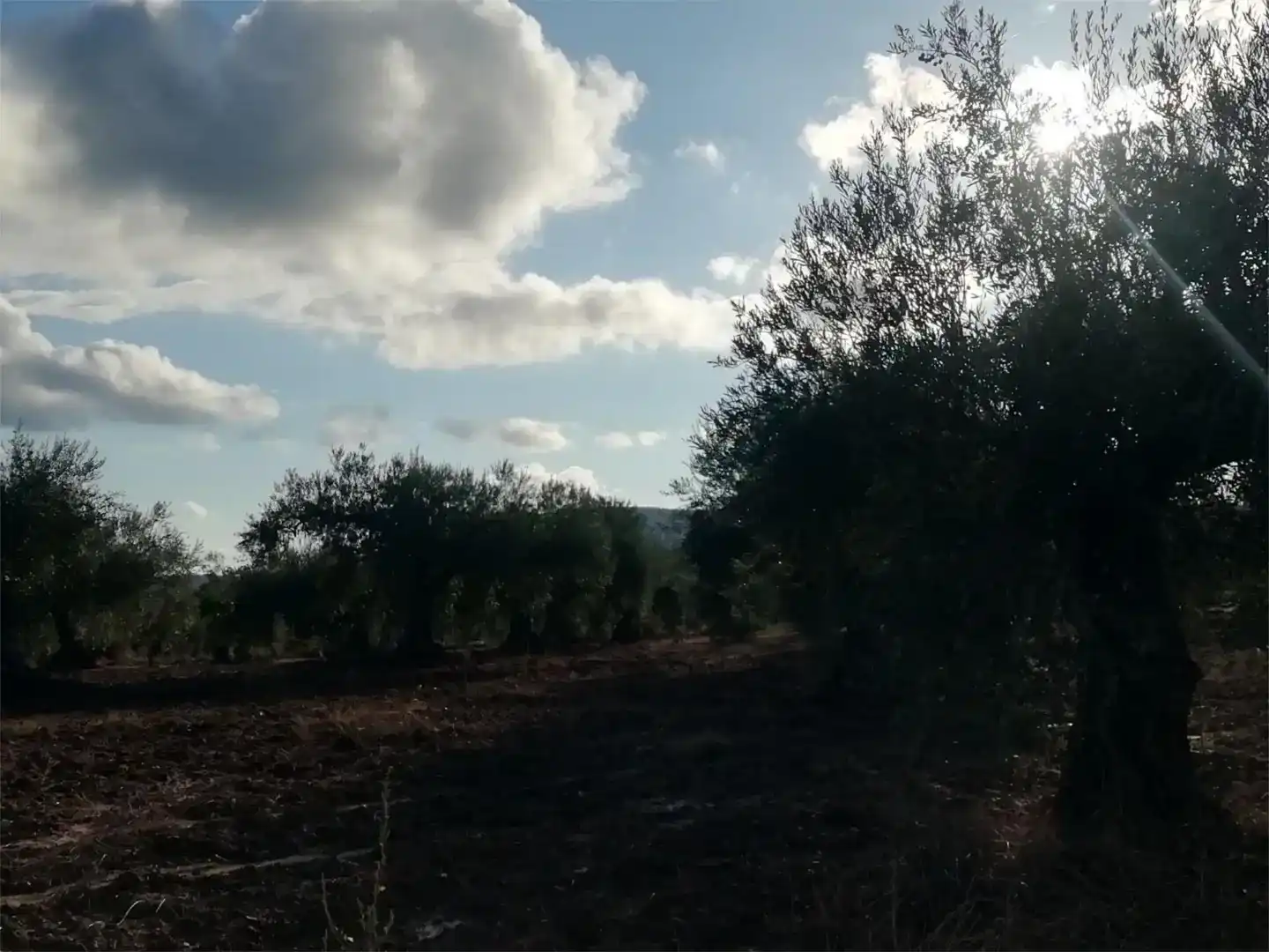 Terreno en venta en Arroyomolinos (Cáceres)