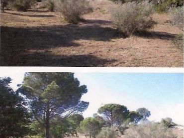 Terreno rustico in vendita a Carrer Albera 2