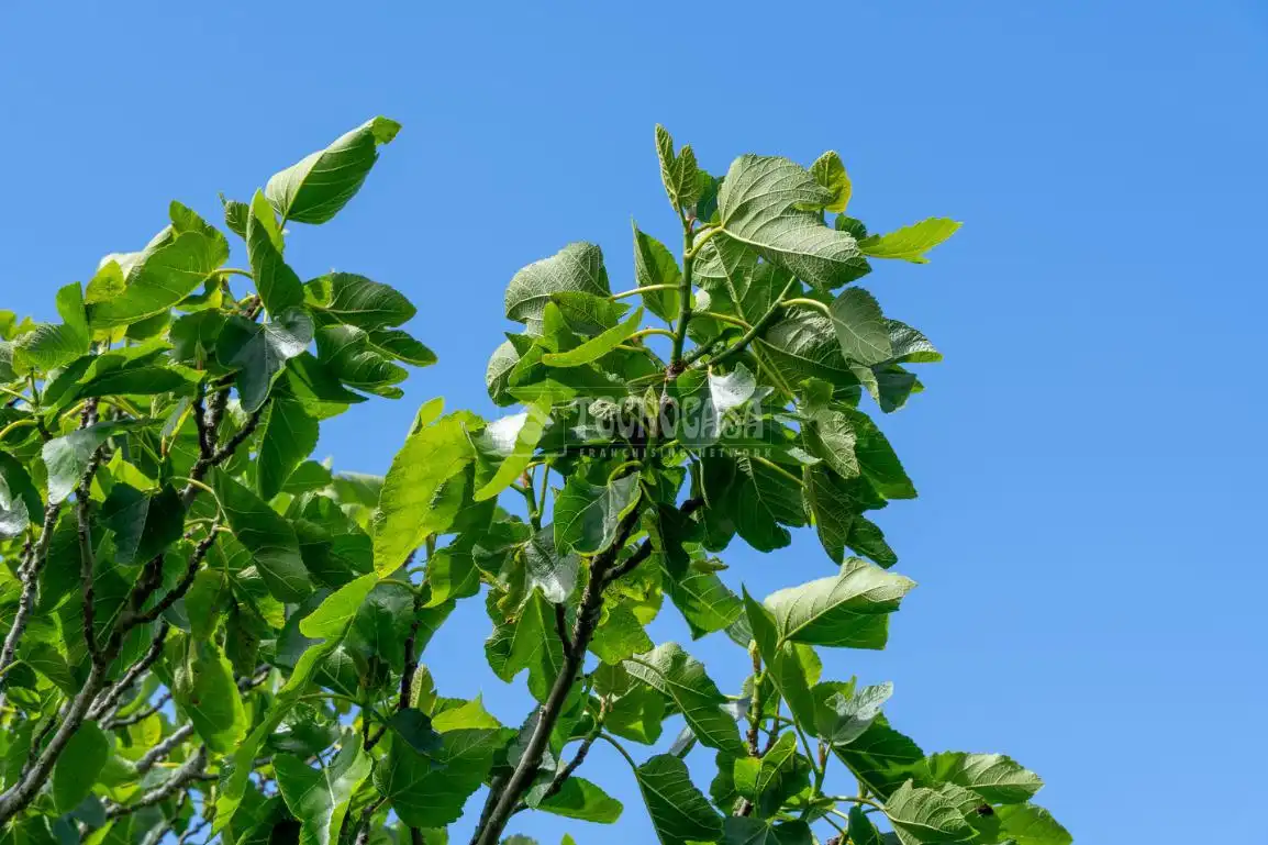 Garden of Land for sale in Icod de los Vinos