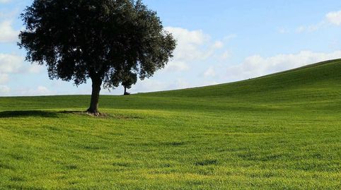 finca en venta labor secano en Ciudad Real