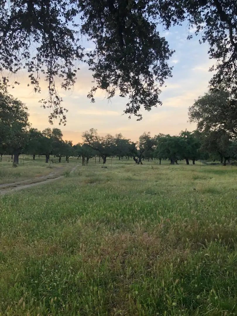 Terreno en venta en Sevilla