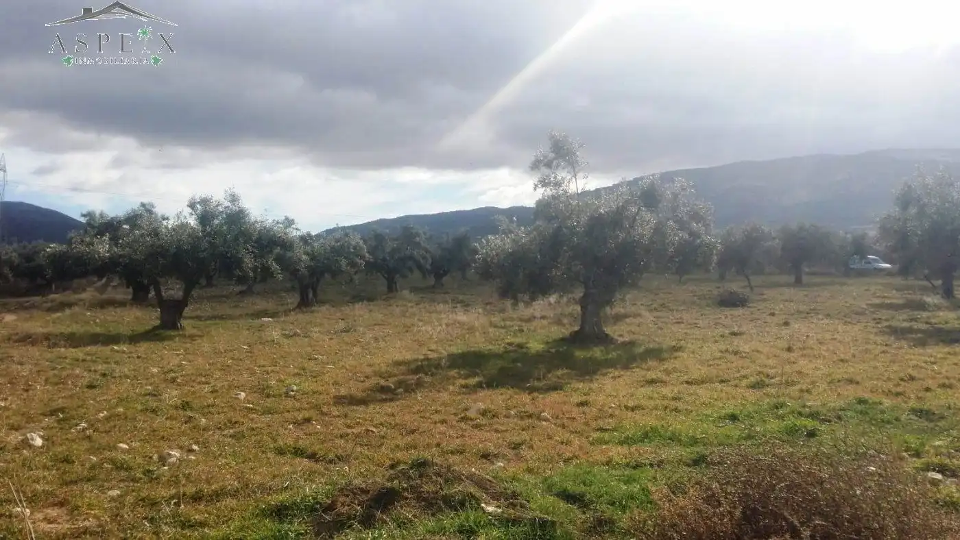 Rural land for sale in Biar, imagen 7