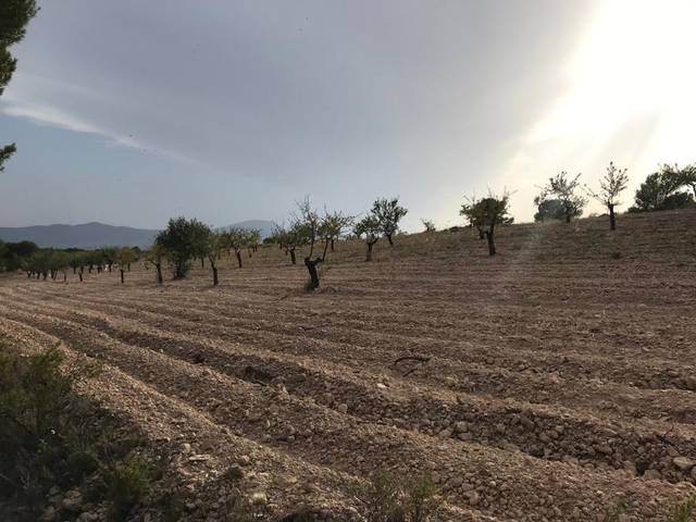 Terreno residencial en Venta en Onil