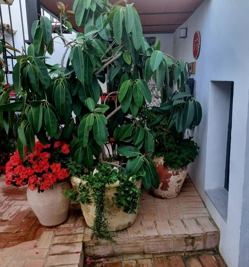 Jardín de Casa o chalet en venta en Zuheros