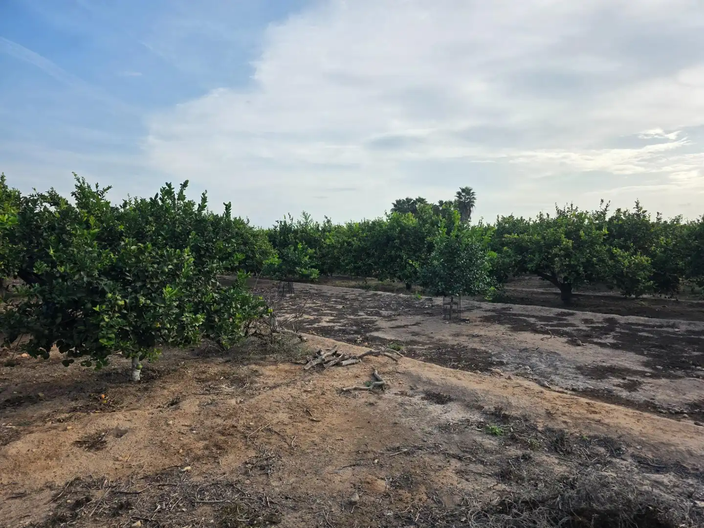 Rural land for sale in Carretera PEREZ LOS, imagen 32