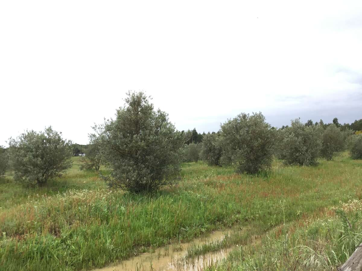 Finca rústica en venta en Almonte
