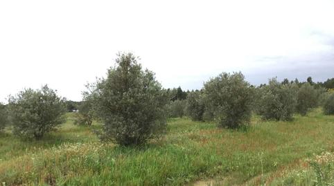 Foto 2 de Finca rústica en venda a Almonte ciudad, Huelva