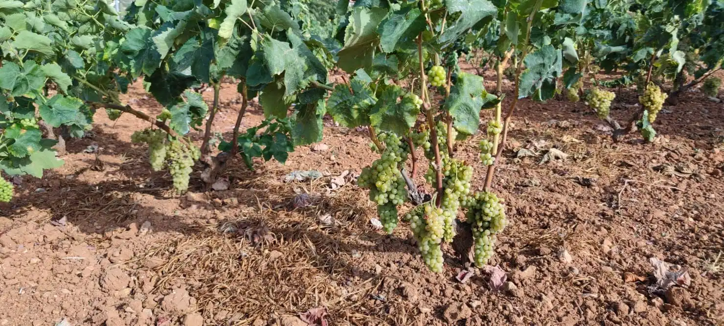 Vista exterior de Finca rústica en venda en Benidoleig amb Jardí privat, Terrassa i Piscina