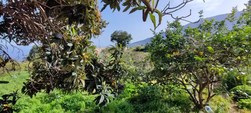 Terreno rústico en venta en Camino de La Sierra, imagen 6
