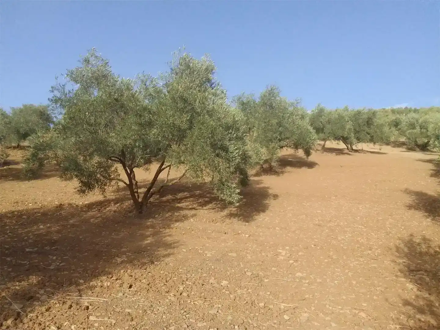 Pis en venda en Almogía, Málaga