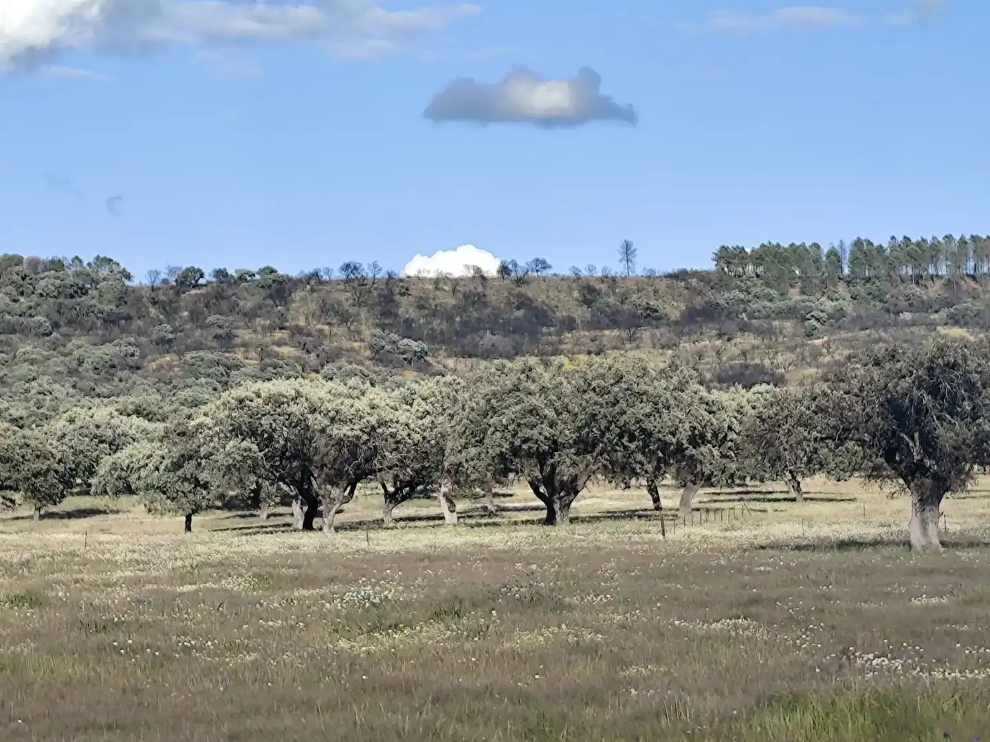 Finca rústica en venda en Castilblanco