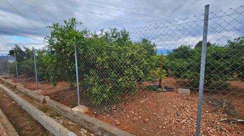CLEMENULES Y AGUACATES EN  SANTA QUITERIA, imatge 4