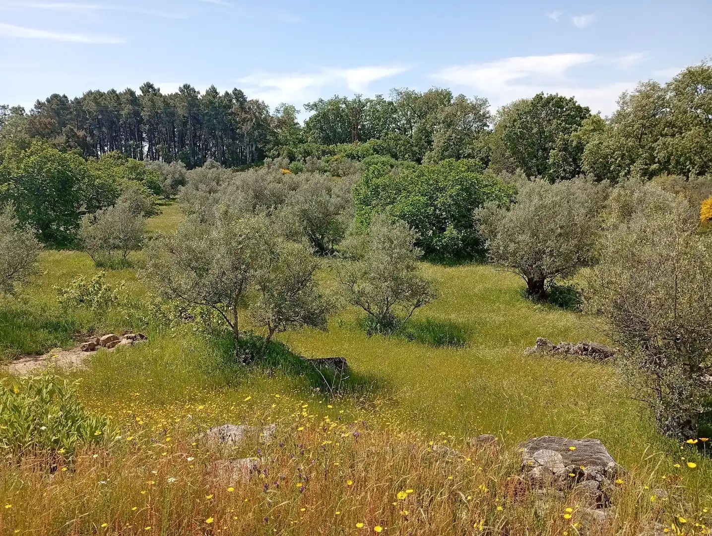 Terreni e lotti in vendita a Villanueva de la Vera, imagen 117