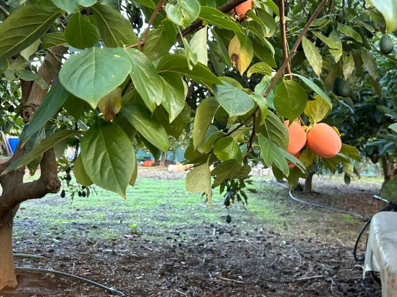 Jardí de Finca rústica en venda en Estepona amb Aire condicionat, Calefacció i Jardí privat