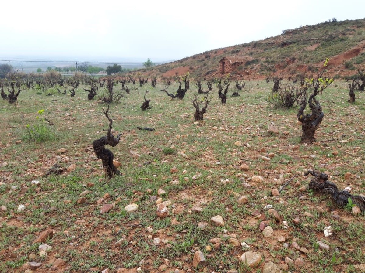 Terreno en venta en Cervera de la Cañada