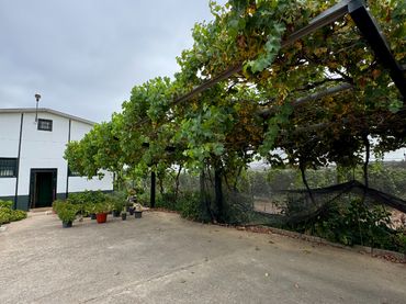 Casa rústica amb jardí en venda a Cantillana