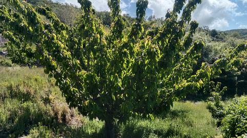 Foto 2 de Terreno en venta en N/a, -1, Barrado, Cáceres