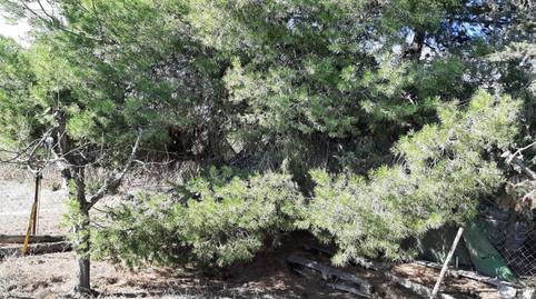 Foto 2 de Finca rústica en venta en Tercia, Murcia