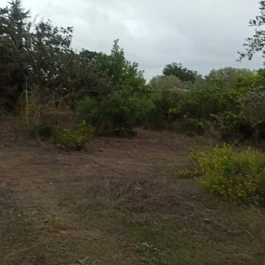 Finca rústica en venta en La Selva del Camp