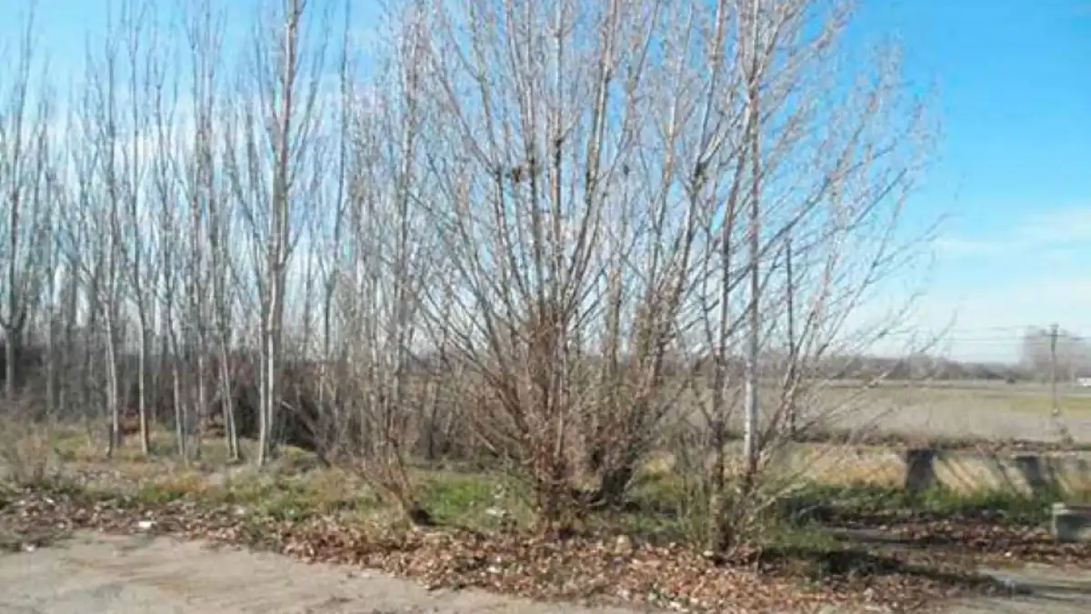 Wohnbaugrundstück zum Verkauf in Monzón de Campos