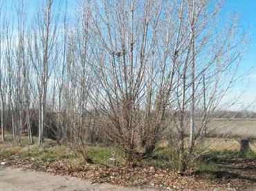 Wohnbaugrundstück zum Verkauf in Monzón de Campos