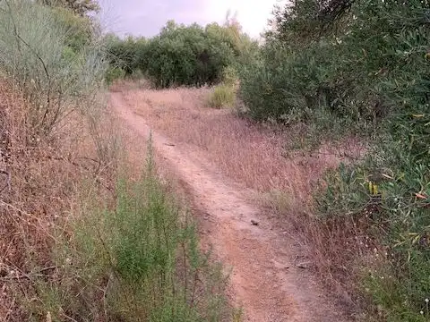 Land for sale in Alcolea del Río