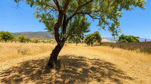 Magnifica finca rústica de 1.300 metros en El Arroyo de Padul, immagine 3