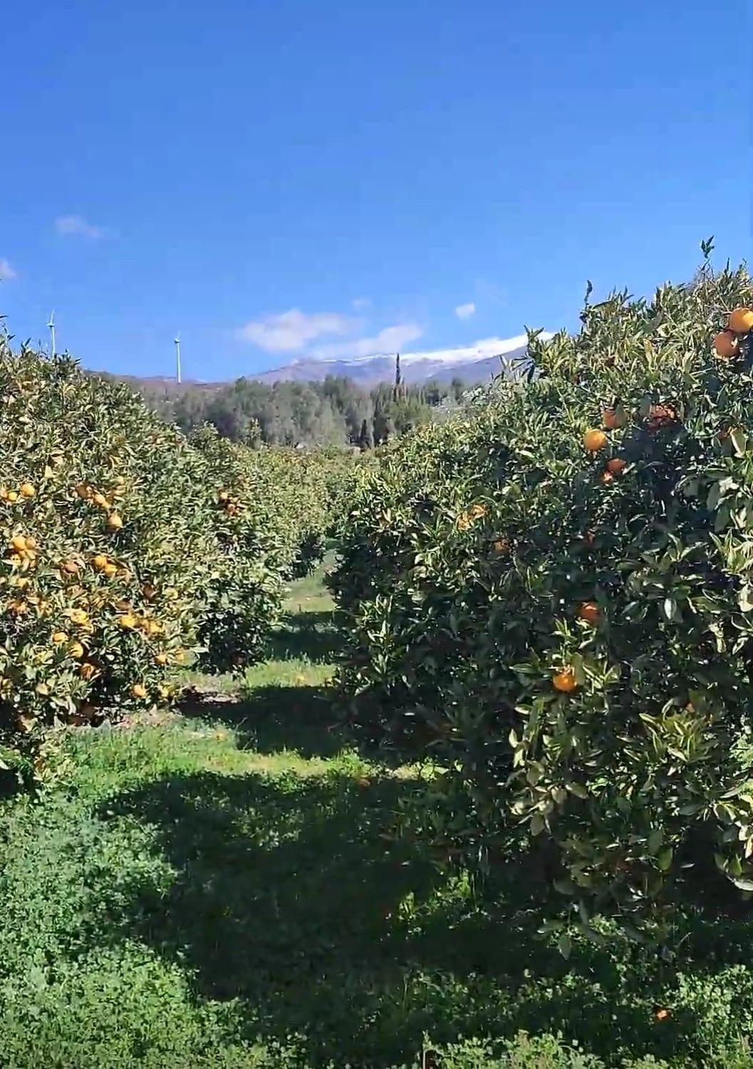 Terreno en venta en Lecrín