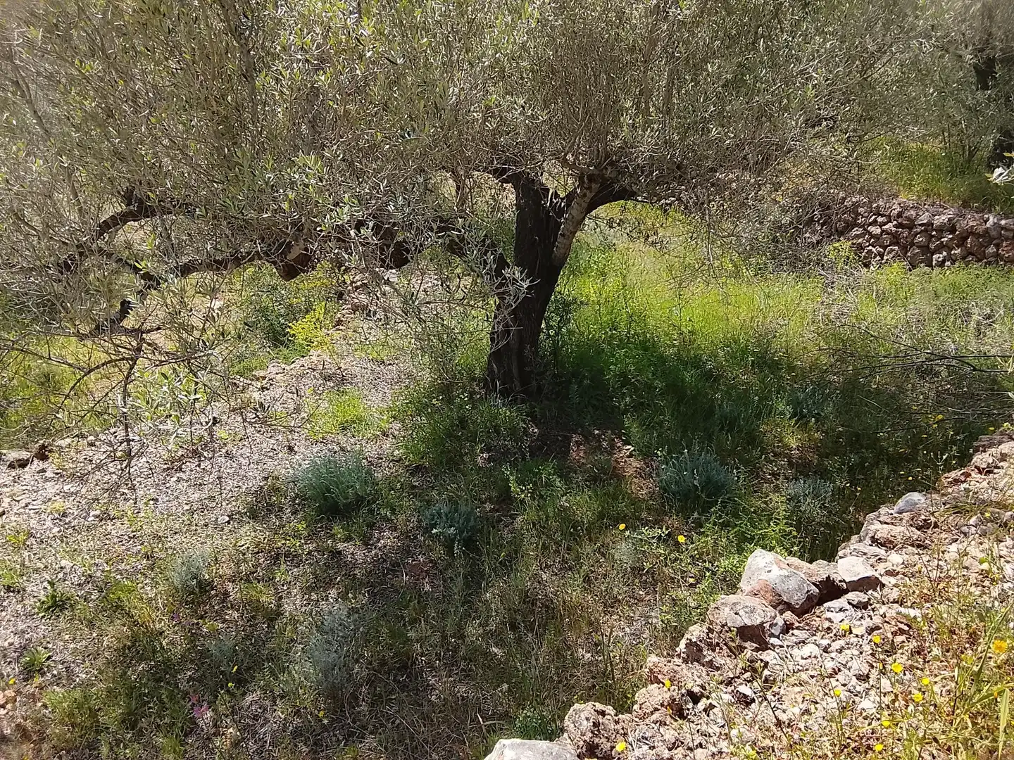 Rural land for sale in l'Aldea, imagen 7