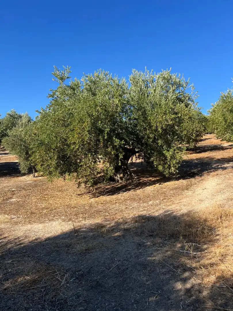 Terreny rústic en venda a Priego de Córdoba, imagen 6