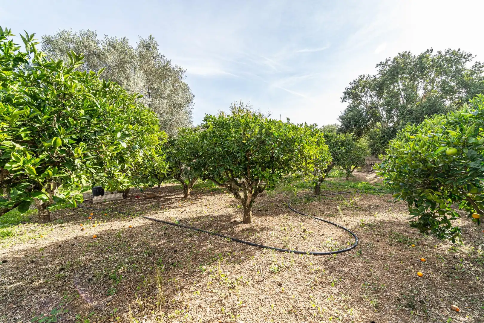Maison rustique avec jardin à vendre à Son Servera Poble, imagen 26