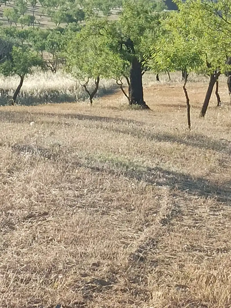 Rural land for sale in Nigüelas, imagen 16