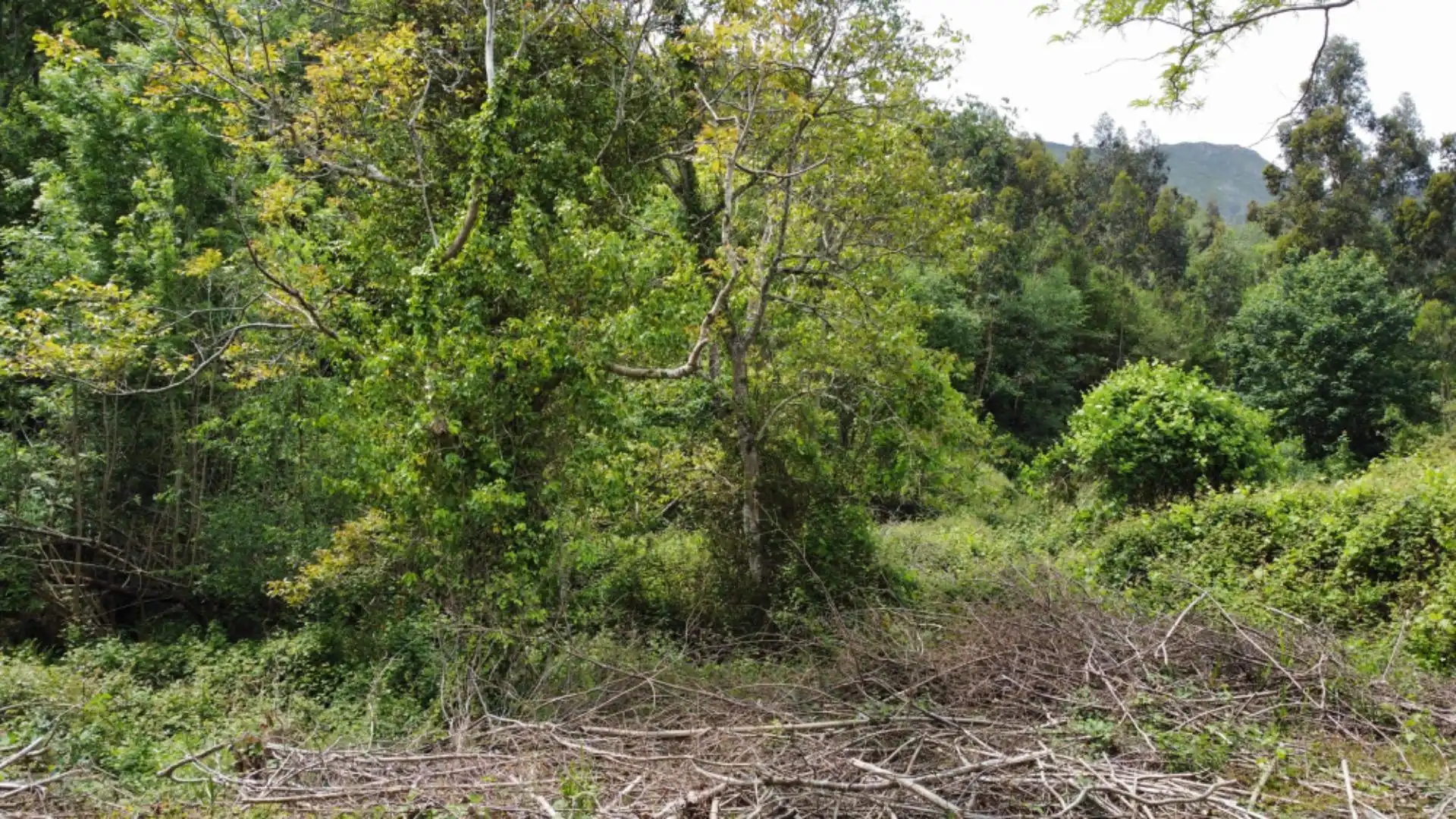 Casa o chalet en venta en Llanes con Jardín privado y Balcón