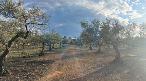 Finca rústica plana con pozo de agua., immagine 5