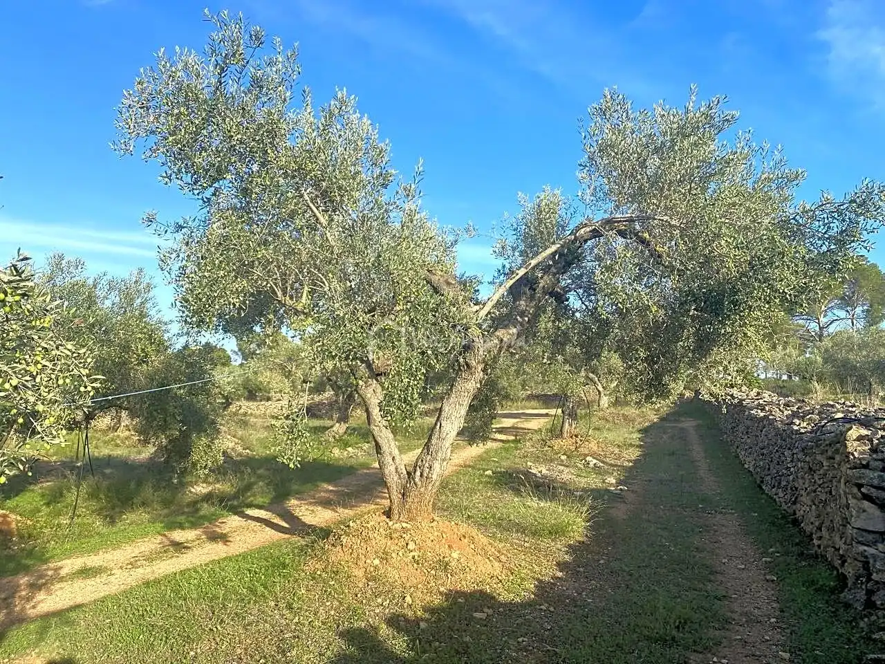 Terrain rustique à vendre à Burgà, imagen 4