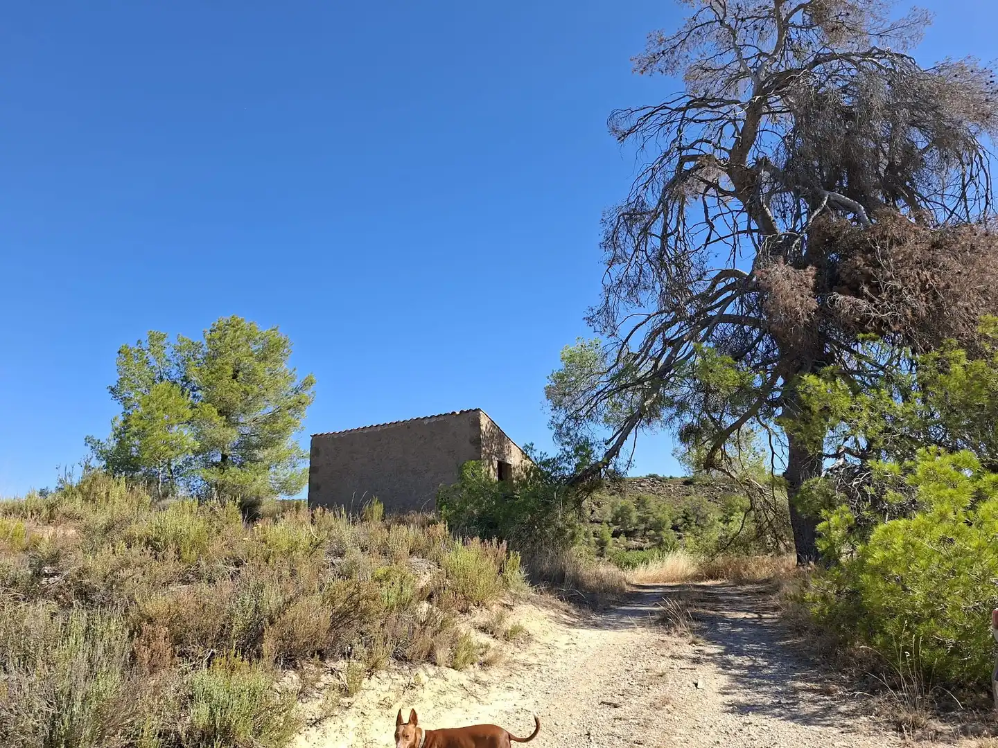 Vista exterior de Finca rústica en venta en Maella
