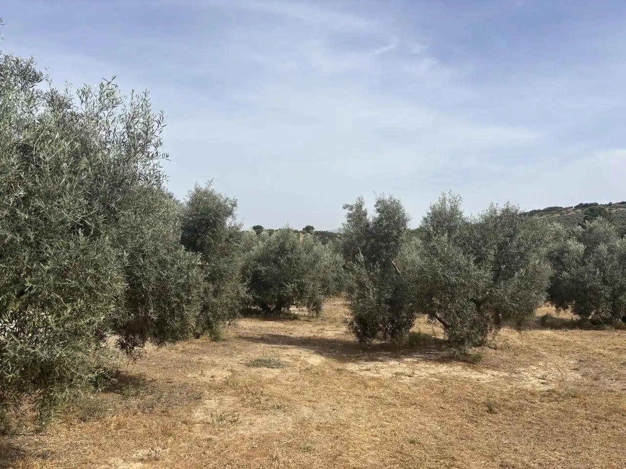 Finca rústica en venta en Diseminado Poligono 240, 29, Bobadilla - Bobadilla Estación - La Joya