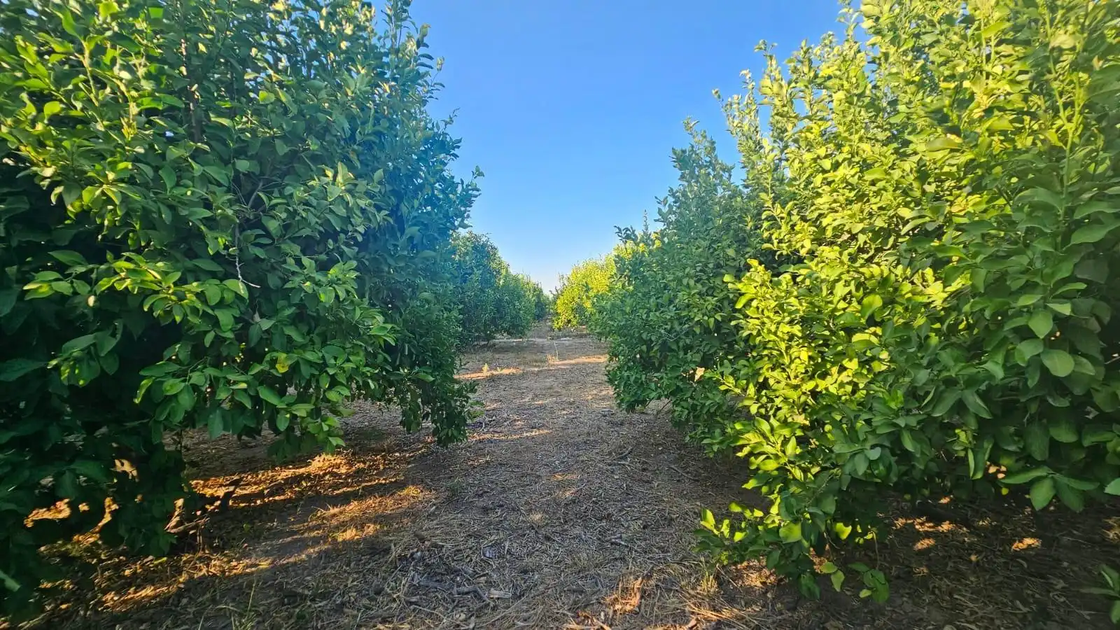 Finca rústica en venta en Librilla