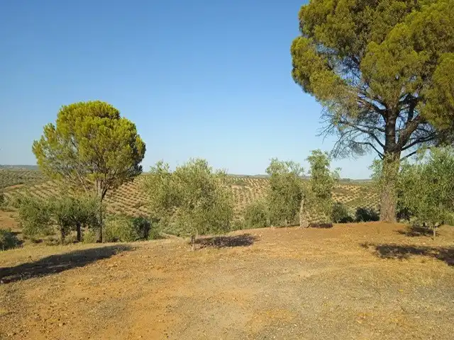 Terrain rustique à vendre à Adamuz, imagen 7