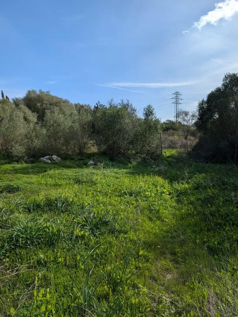 Terrain rustique à vendre à Sineu, imagen 4