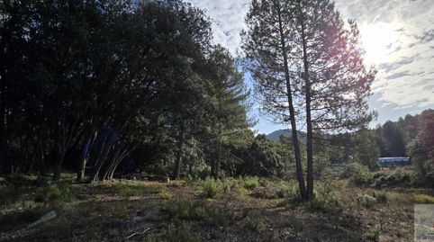 TrilloTerreno, immagine 3