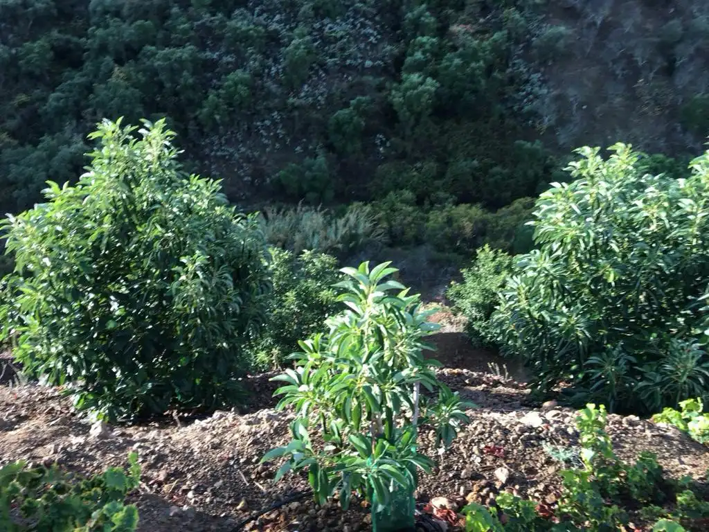 Terreno rustico in vendita a Monda, imagen 21