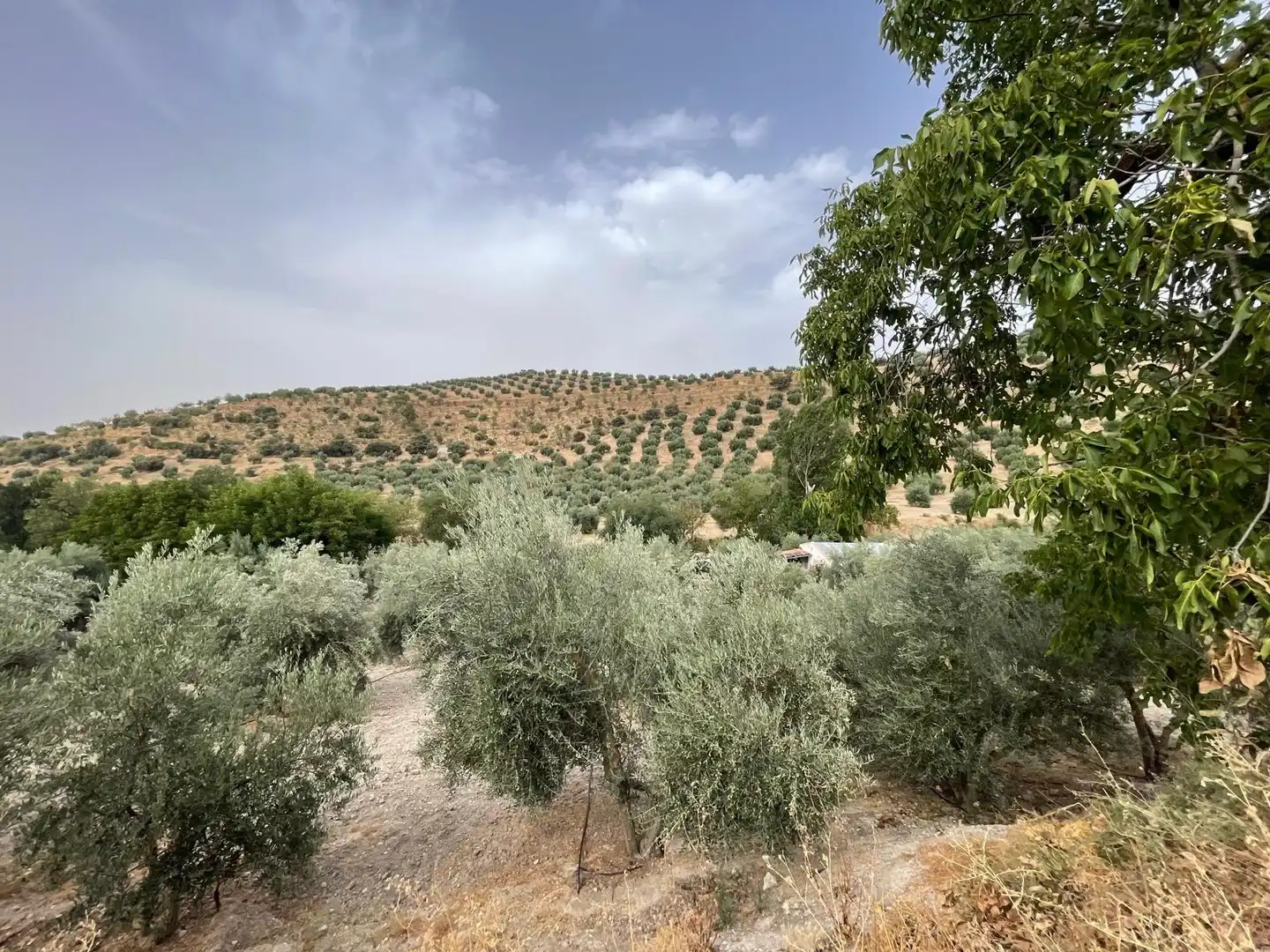 Rustikales Grundstück zum Verkauf in 18260 Íllora, Spain, imagen 3