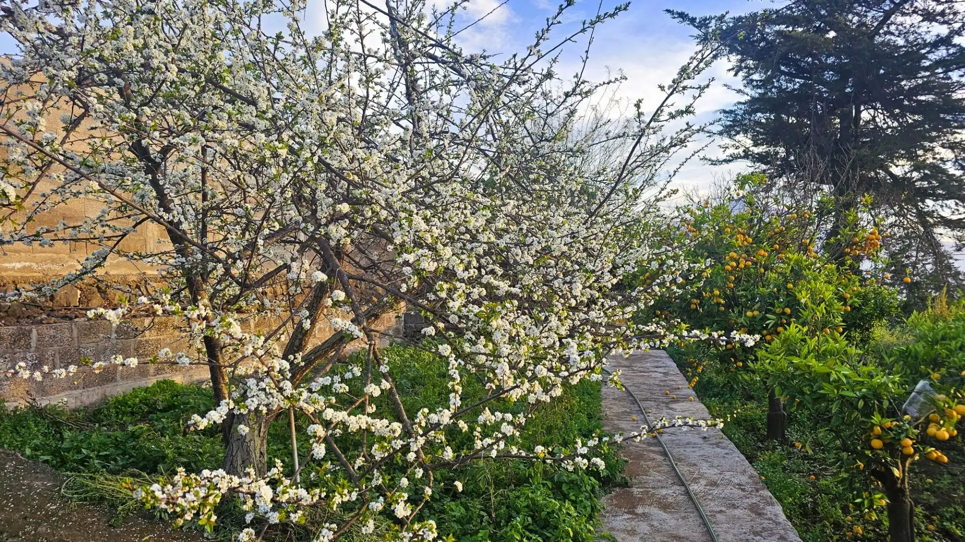 Garden of Houses for sale in La Matanza de Acentejo  with Heating, Private garden and Terrace