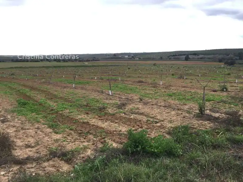Terreno rústico en venta en Huévar del Aljarafe, imagen 4