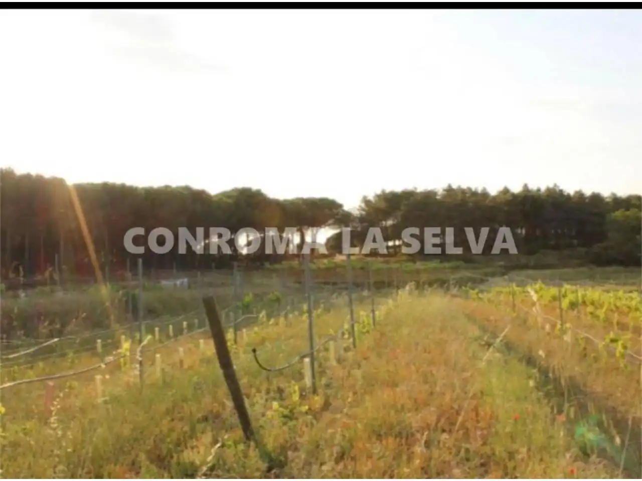 Terreno rustico in vendita a Mas Mora - Sant Daniel, imagen 10