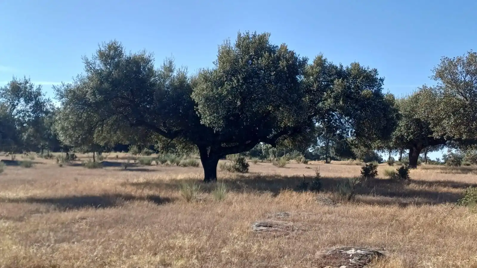 Land for sale in Santibáñez el Bajo