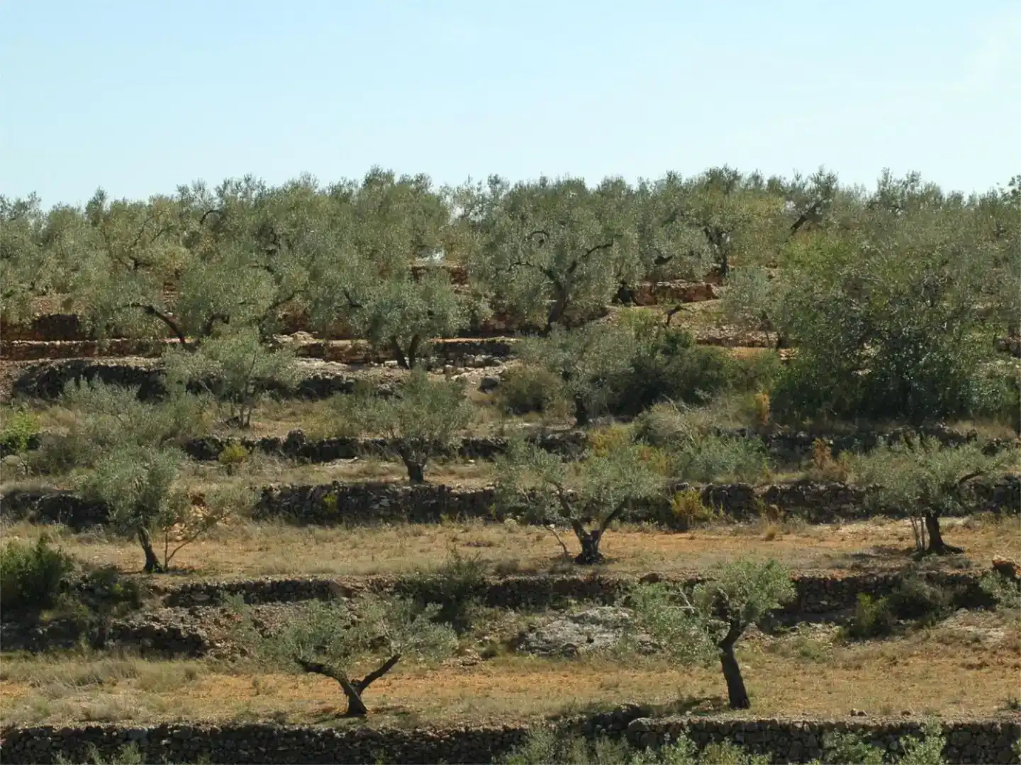 Finca rústica en venda en Camarles