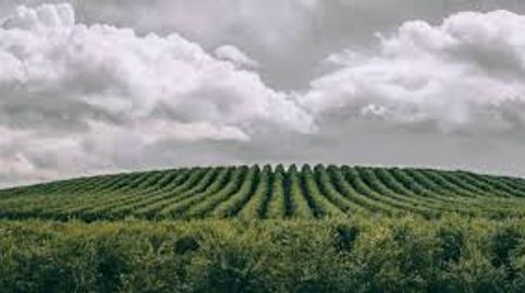Finca de olivar super intensivo en Sevilla, immagine 4