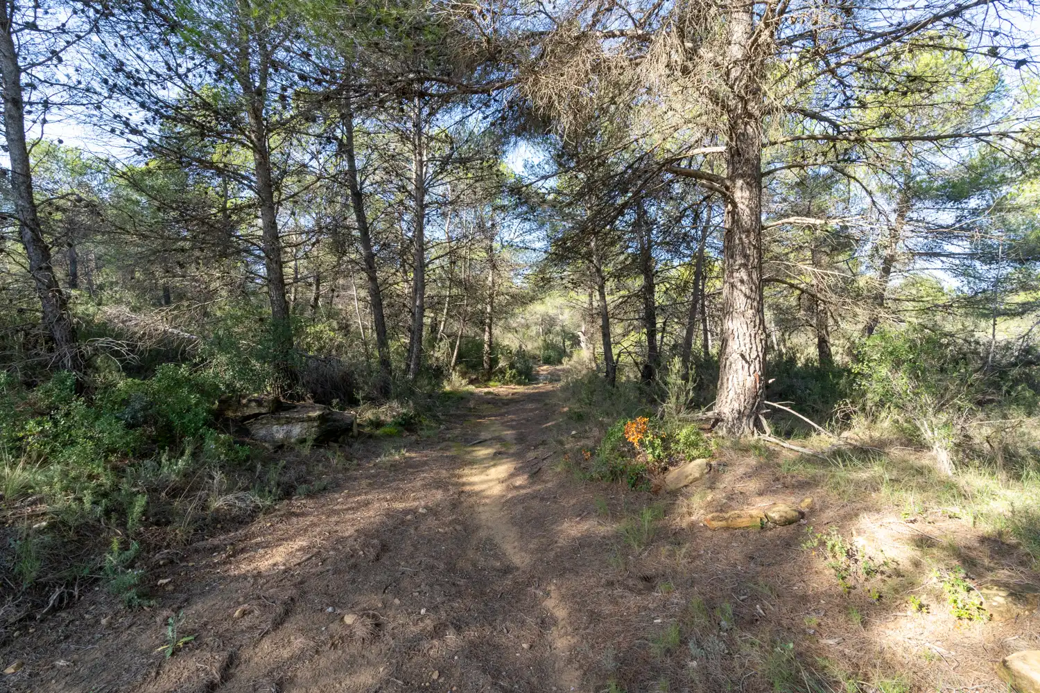Terreno rustico in vendita a La Pobla de Benifassà, imagen 2